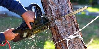 Best Utility Line Clearance  in Oviedo, FL