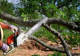 Best Fruit Tree Pruning  in Oviedo, FL