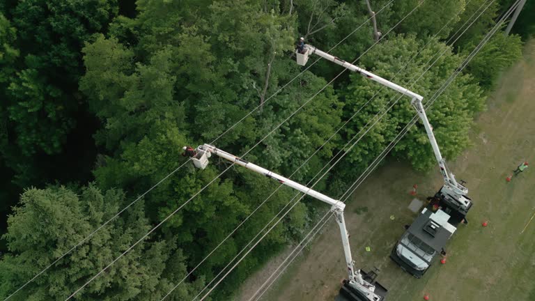 Best Tree Trimming and Pruning  in Oviedo, FL