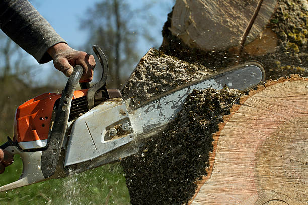 Best Leaf Removal  in Oviedo, FL