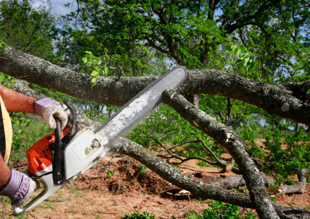 Best Tree Preservation Services  in Oviedo, FL